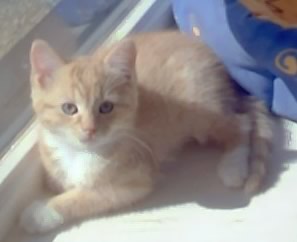 Queenie the ginger female cat on the windowsill